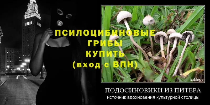 мега маркетплейс  где продают   Челябинск  Псилоцибиновые грибы Psilocybine cubensis 